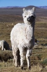 alpaca