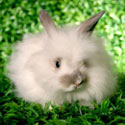 angora rabbit