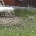 Sheep herding rabbit