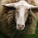 Sheep with low carbon footprint
